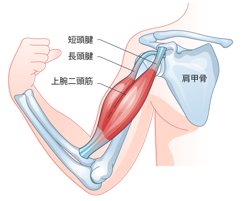 長頭腱と短頭腱