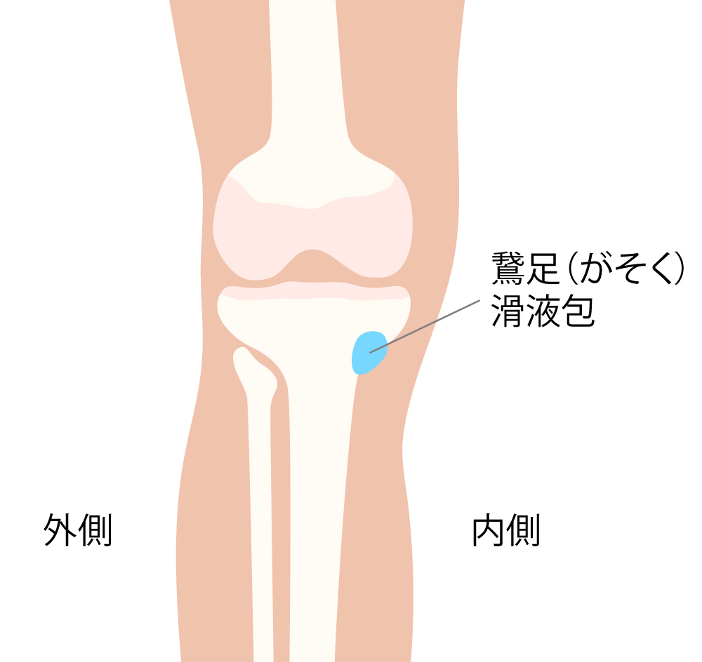 鵞足滑液包